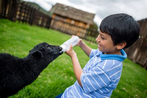 What Program Involves Youth With Farm Animals